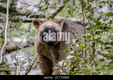 Primo piano di un canguro molto raro Lumholtz albero che sale su un albero nella foresta pluviale, di fronte, Atherto Foto Stock