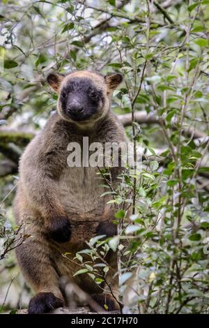 Primo piano di un canguro molto raro Lumholtz albero che sale su un albero nella foresta pluviale, di fronte, Atherto Foto Stock