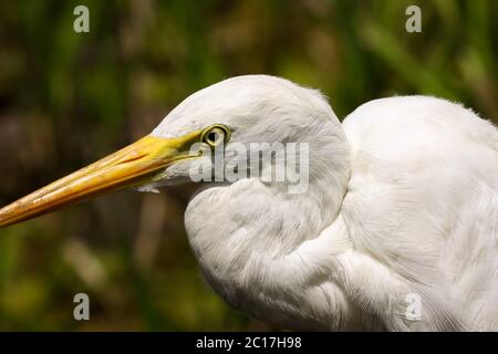 Ritratto di un egret intermedio, acqua gialla, Parco Nazionale di Kakadu, Australia Foto Stock