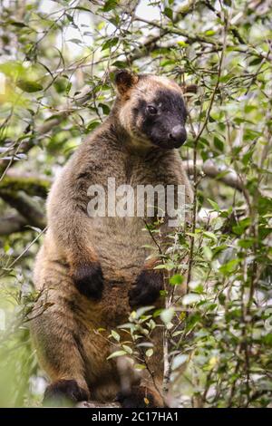 Primo piano di un canguro molto raro Lumholtz albero che sale su un albero nella foresta pluviale, di fronte, Atherto Foto Stock