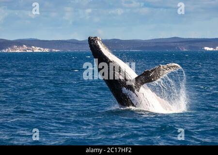 Humpback Whale spy hopping, Hervey Bay Queensland Foto Stock