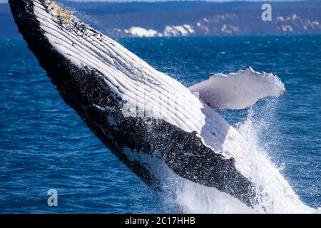 Humpback Whale violare, Hervey Bay Queensland Foto Stock
