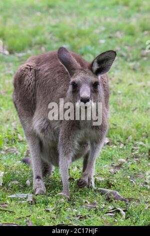 Close up di un Orientale canguro grigio, rivolta, Girraween National Park, Queensland, Australia Foto Stock