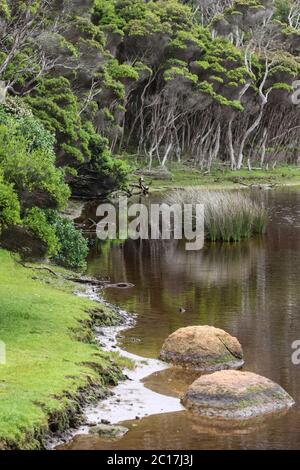 Scenario fiume di marea tee alberi, Wilsons Promontory National Park, Victoria, Australia Foto Stock