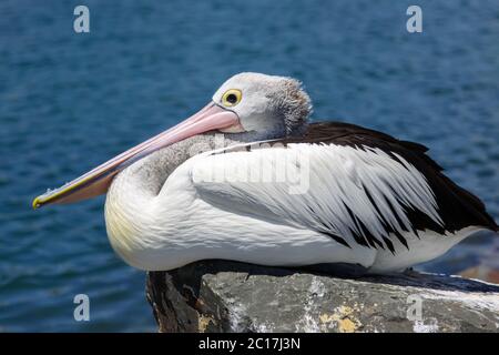 Profilo di un pellicano australiano in appoggio, Forster, Nuovo Galles del Sud Foto Stock