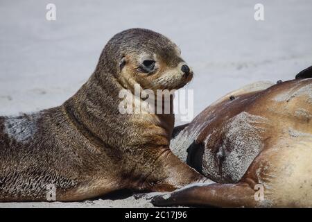 Close up di un giovane australiano leone di mare sulla spiaggia, Seal Bay, Kangaroo Island, Sud Australia Foto Stock