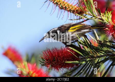In prossimità di una New Holland honeyeater appollaiate su un Banksia, Esperance, Australia occidentale Foto Stock