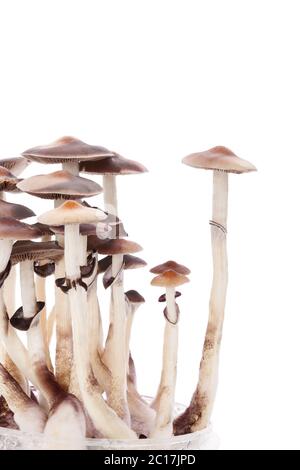 Psylocybin i funghi magici isolato. Foto Stock