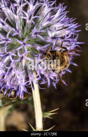 Globe Thistle (specifiche Echinops) Foto Stock