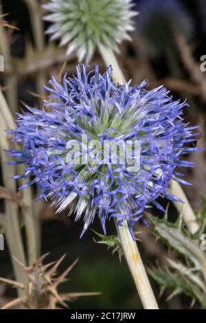 Globe Thistle (specifiche Echinops) Foto Stock