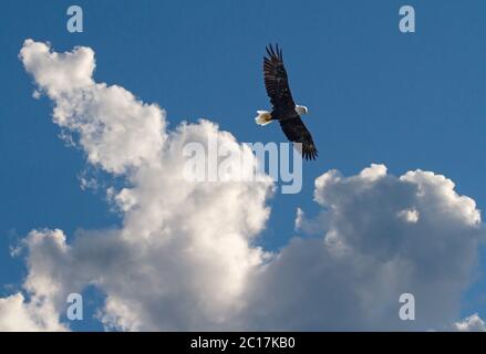 Un'aquila matura di mare baldana sorvola le nuvole drammatiche in un cielo blu profondo. Foto Stock