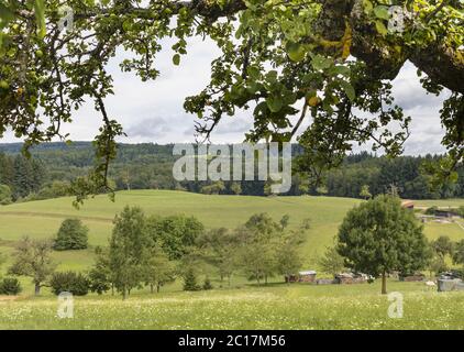 Prati da frutta, Bodanrück, Lago di Costanza, Germania Foto Stock