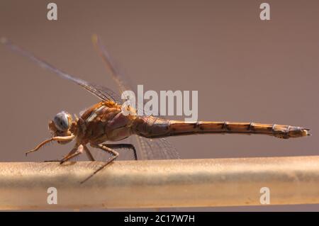 Closeup di un giovane dragonfly nome scientifico Sympetrum corruptum immature maschio che è su un filo Foto Stock