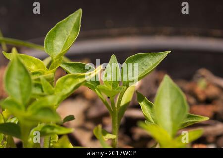 Primo piano dei rami di alcune piante di peperoncino piantate in una pentola per uso domestico Foto Stock