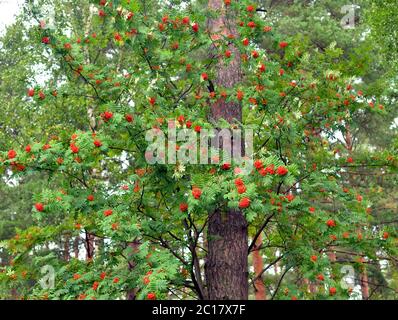 Bacche rosse di rowan su albero. Foto Stock