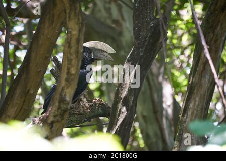 Becco di manioca argentata Bycanistes brevis Tanzania Lago Manyara Foto Stock