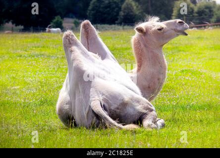 Cammello bactico bianco che poggia su un campo Foto Stock