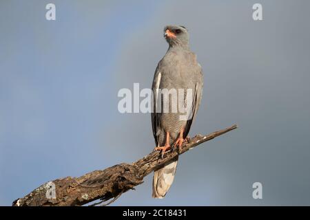 Goshawk orientale pallido canti goshawk o somalo canti goshawk Melierax poliopterus Oscuro canti goshawk Melierax metabati Foto Stock