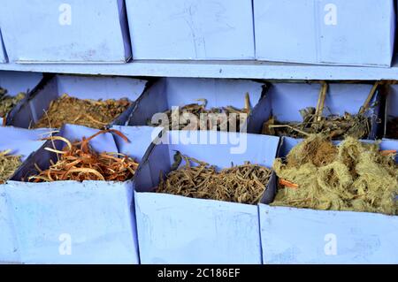 Asciugare le piante medicinali Foto Stock