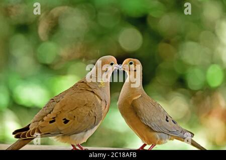 Un paio di piaghe dove aka Zenaida macroura che hanno alcuni momenti intimi Foto Stock