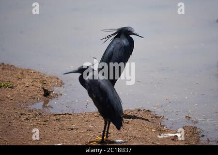 Airone nero Egretta ardesiaca conosciuto anche come nero airone del lago Manyara africano abitudine di usare le sue ali per formare un baldacchino durante la pesca Foto Stock