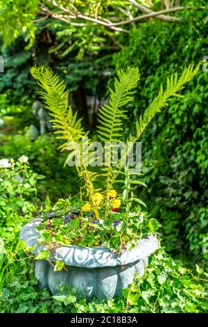 Fiorente felce verde fresco naturale su un vaso di pietra giardino contro il fogliame lussureggiante Foto Stock