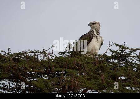 Aquila marziale Polemaetus bellicosus grandi specie dell'Africa sub-sahariana della sottofamiglia di aquila adunata Aquillinae immature Foto Stock