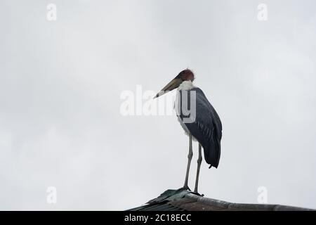 marabou cicogna Leptoptilos sbricenifer Wading aprire ali Ciconiidae Foto Stock