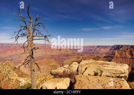 Un albero arido si erge silenziosamente sul bordo del Grand Canyon. Foto Stock
