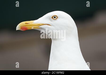 Gabbiano europeo Larus argentatus Ritratto Mare di Wadden Foto Stock