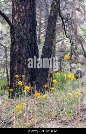 Alberi di carrata e fiori selvatici gialli nella foresta vicino al lago Brainard, Nederland, Colorado Foto Stock