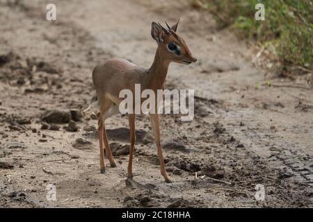 Carino Dik Dik Africa Safari Gra Wild Foto Stock