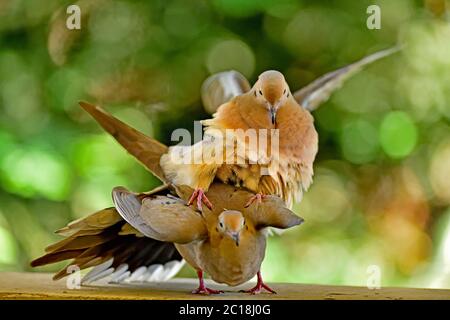 Un paio di piaghe dove aka Zenaida macroura che hanno alcuni momenti intimi Foto Stock