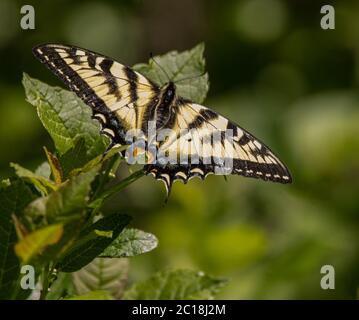 Farfalla Swallowtail della tigre orientale su un fiore selvatico con sfondo verde Foto Stock