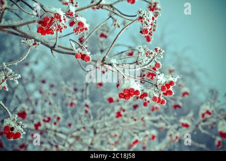 Bacche rosse di pallon di maggio con brina Foto Stock