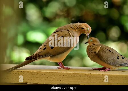 Un paio di piaghe dove aka Zenaida macroura che hanno alcuni momenti intimi Foto Stock