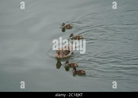 Capo teal Anas capensis lungo dabbling anatra prole bambino Foto Stock