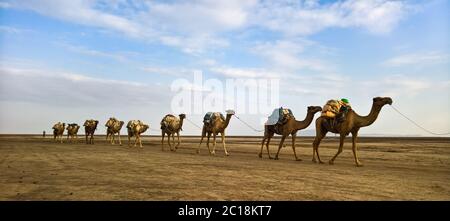 Trasporto di lastre di sale cammello, lago Karum, Danakil, Afar Etiopia Foto Stock