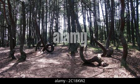 Foresta danzante, spit curonese, Russia Foto Stock