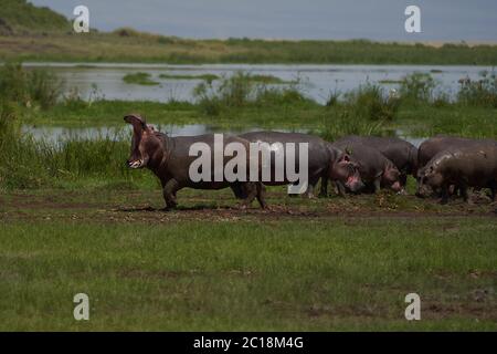 Hippopotamus anfibio Africa Safari Ritratto acqua bocca larga aperta Foto Stock