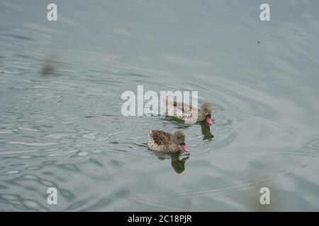 Capo teal Anas capensis lungo dabbling anatra prole bambino Foto Stock