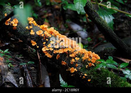 Funghi nella foresta pluviale australiana Foto Stock