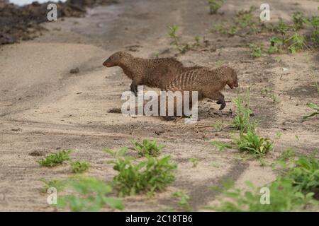 Gruppo Mungos mungo banded Mongoose Playing Africa Foto Stock