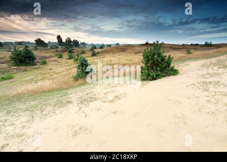 piccoli pini che crescono sulle dune Foto Stock