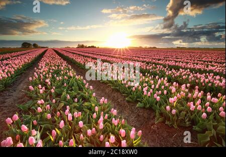 splendido tramonto su campo con tulipani rosa Foto Stock