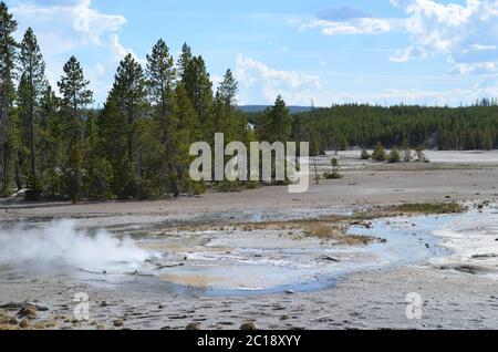 Primavera tarda nel Parco Nazionale di Yellowstone: Norris affonda vicino alla molla di filiale nella zona di bacino posteriore del bacino di Norris Geyser Foto Stock