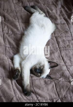 Gatto giovane, gattino, siam gruppo orientale, Mekong bobtail dorme su una copertina Foto Stock