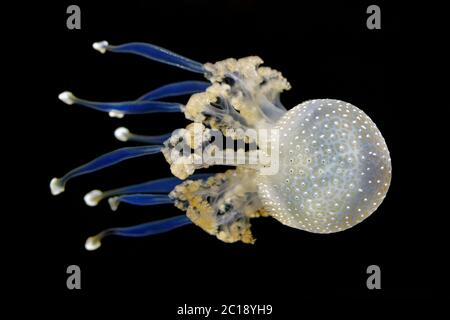 Meduse a macchia bianca - Phyllorhiza punctata Foto Stock