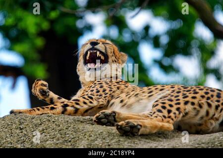 Cheetah - Acinonyx jubatus Foto Stock