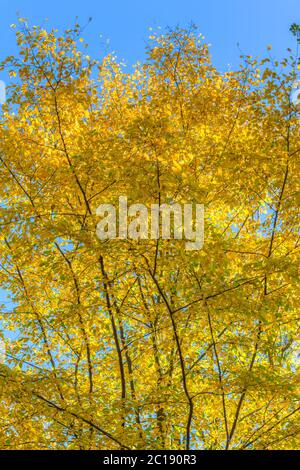 Foglie colorate in un paesaggio di foresta autunnale Foto Stock